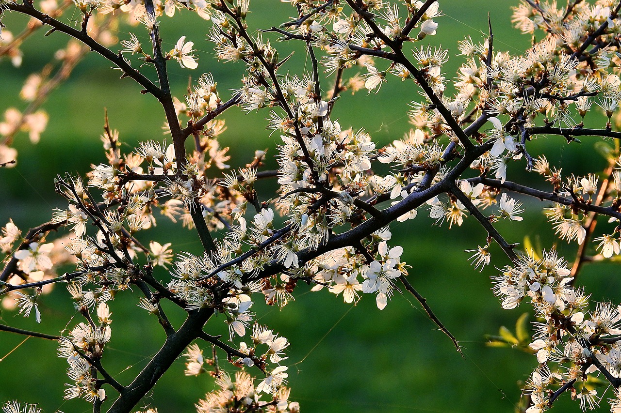 flourishing  tree  beauty free photo