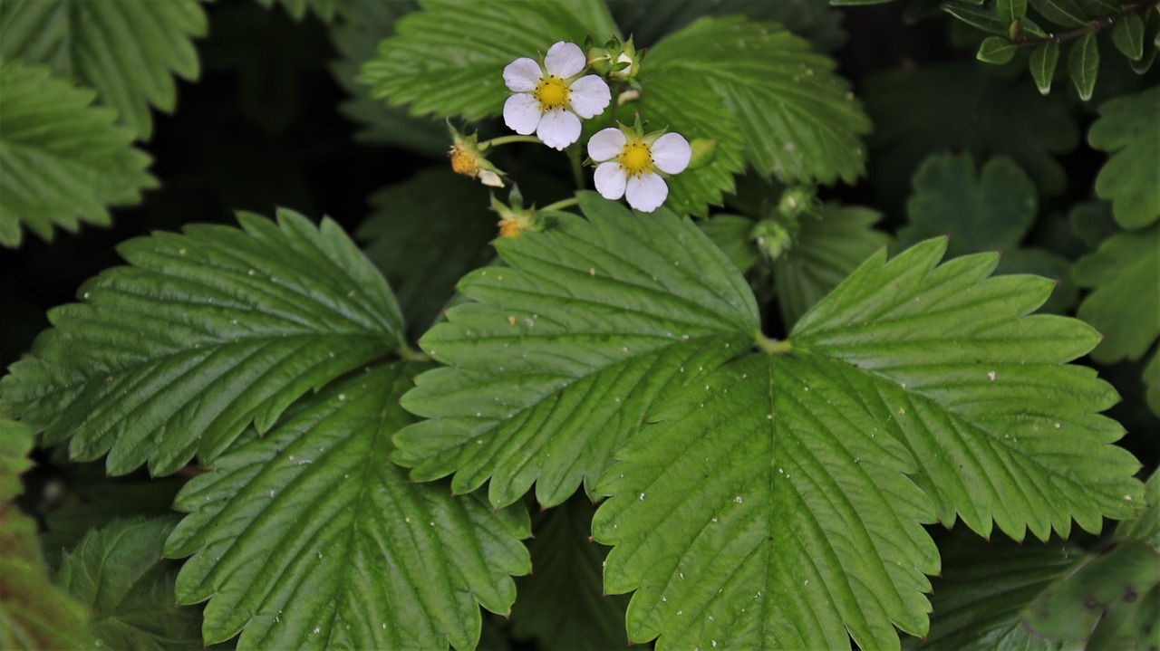 flourishing  strawberries  closeup free photo