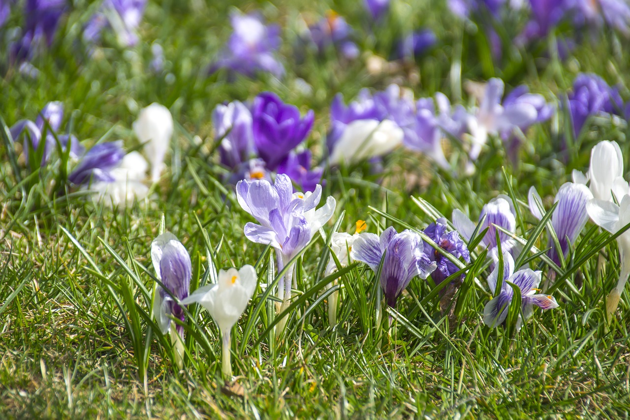 flourishing crocuses violet spring free photo