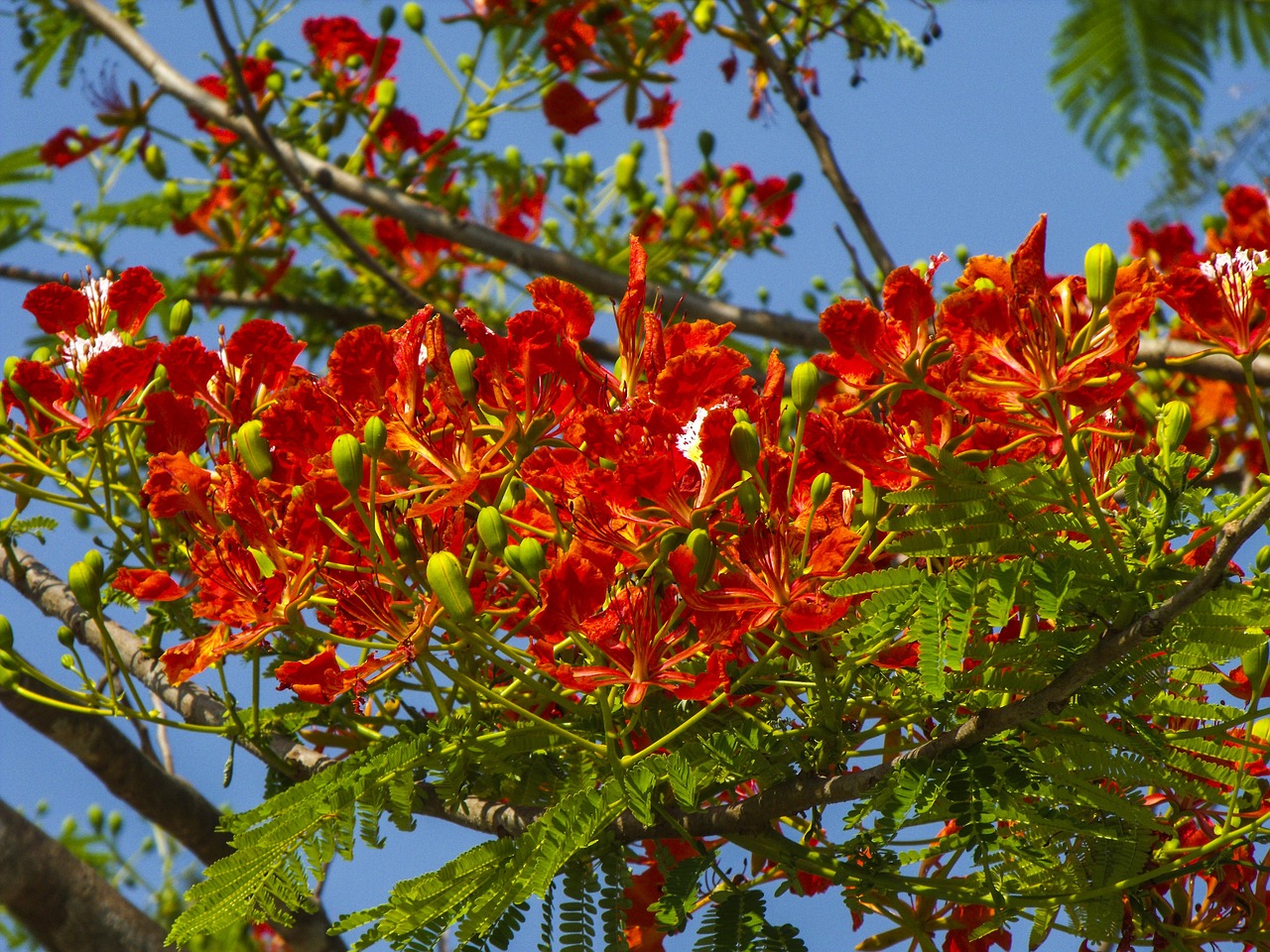 flourishing tree red bright free photo