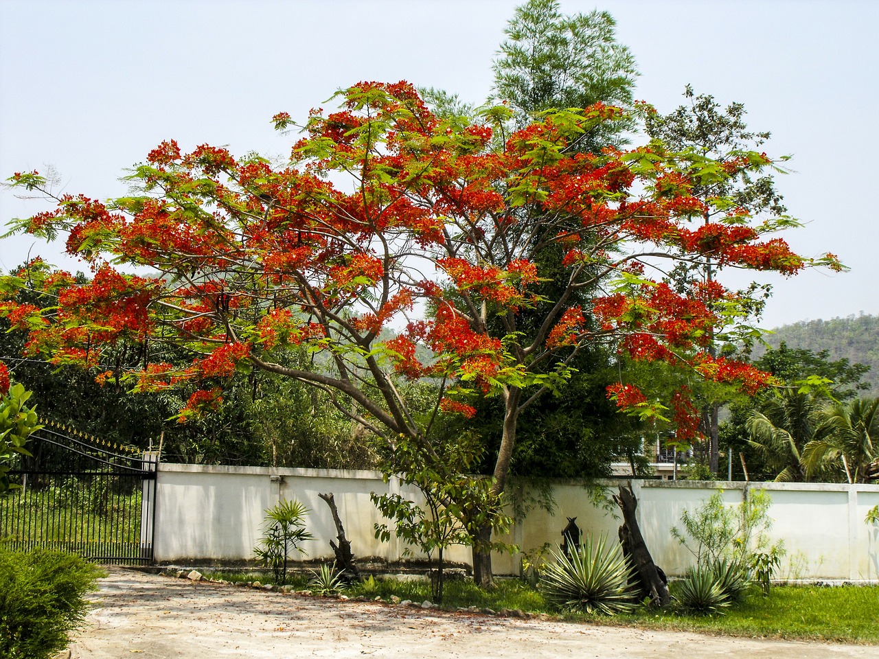 flourishing tree red bright free photo