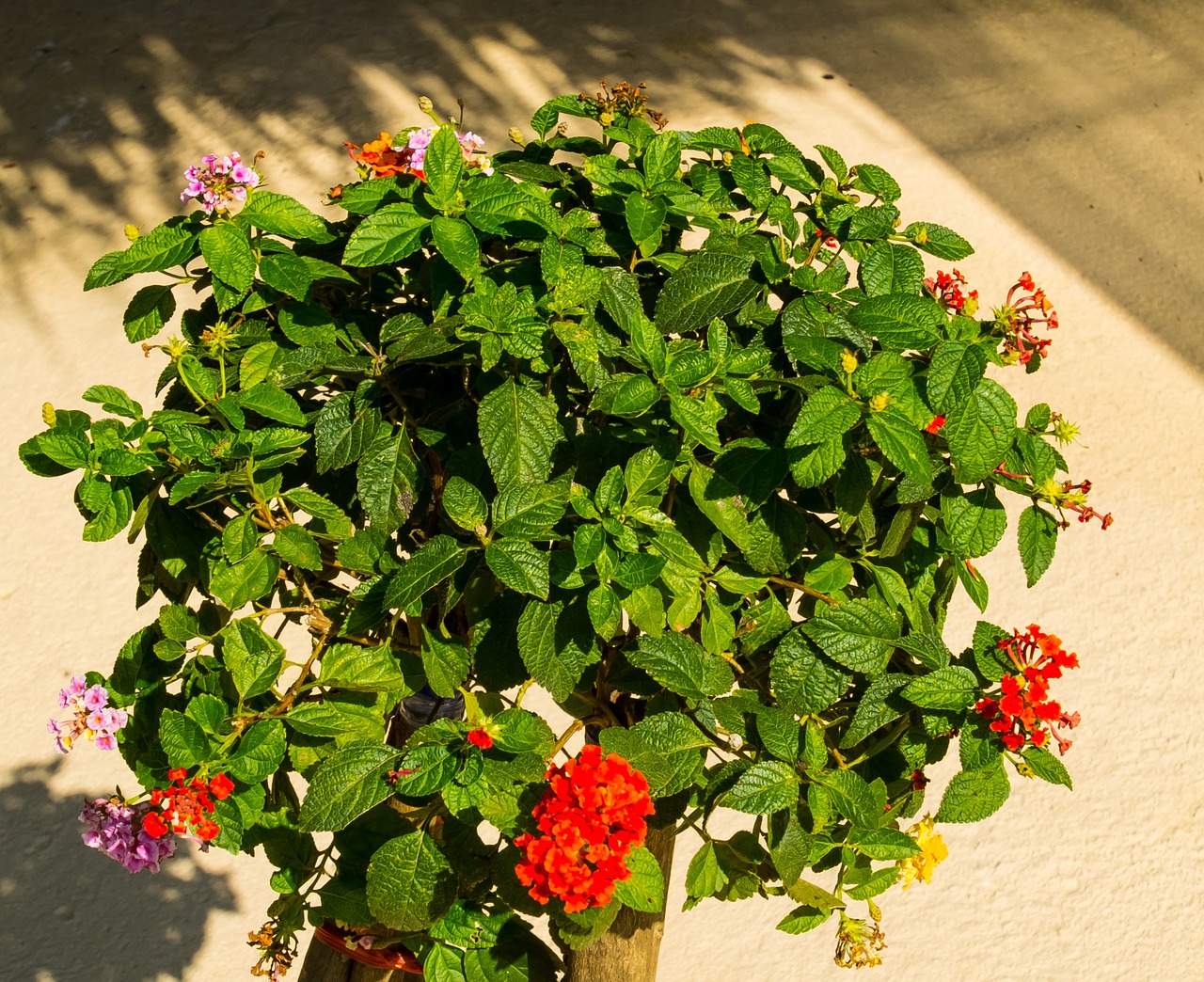 flourishing tree blossom flowering shrub free photo