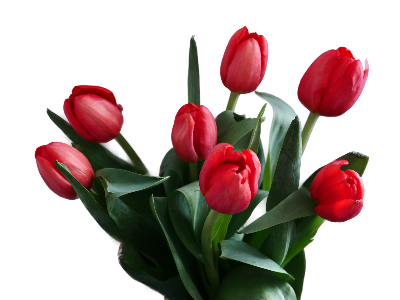 flover  a bouquet of tulips  tulips free photo