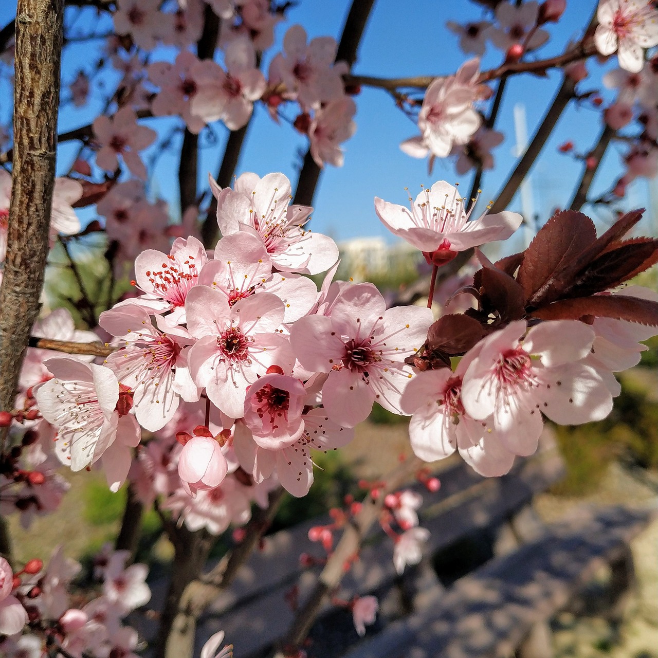 flow  spring  flowers free photo