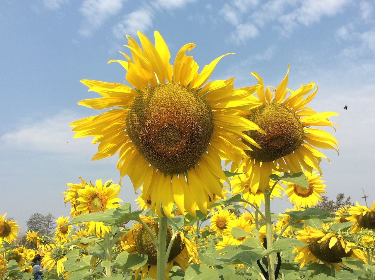flowel sunflower sky free photo