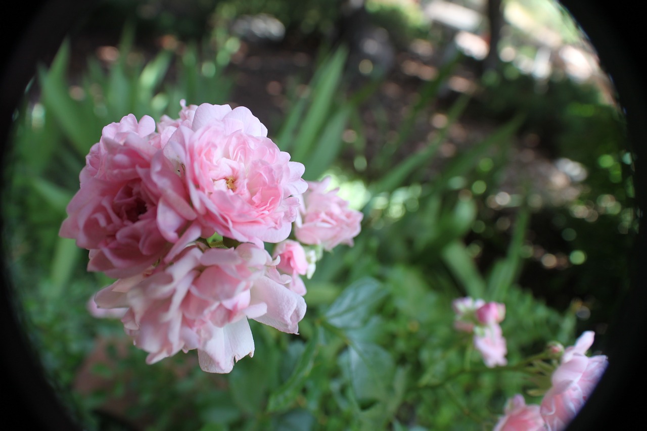 flower pink nature free photo