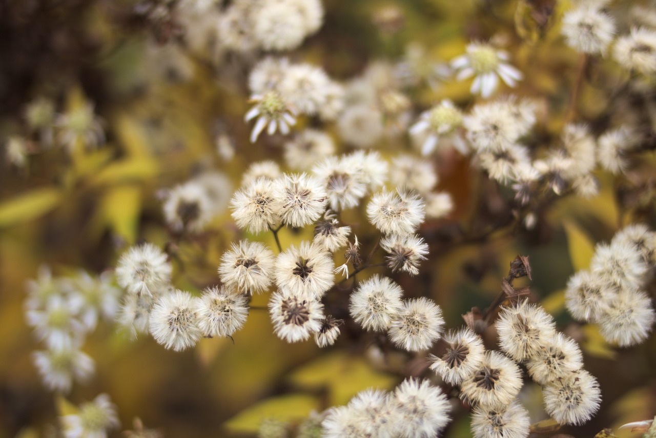 flower plant nature free photo