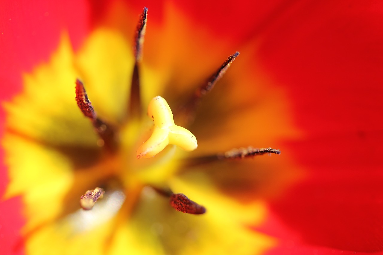 flower flower heart romantic free photo