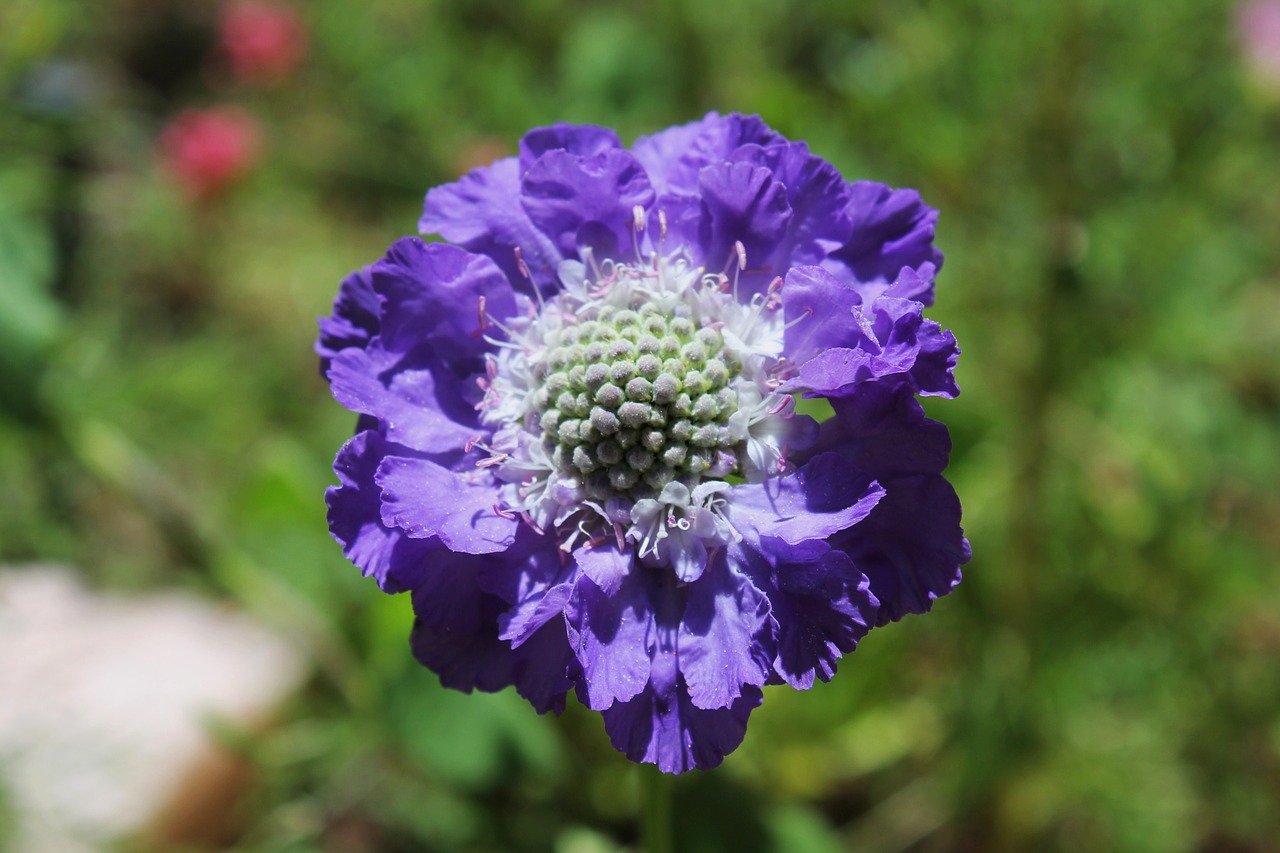 flower purple garden free photo