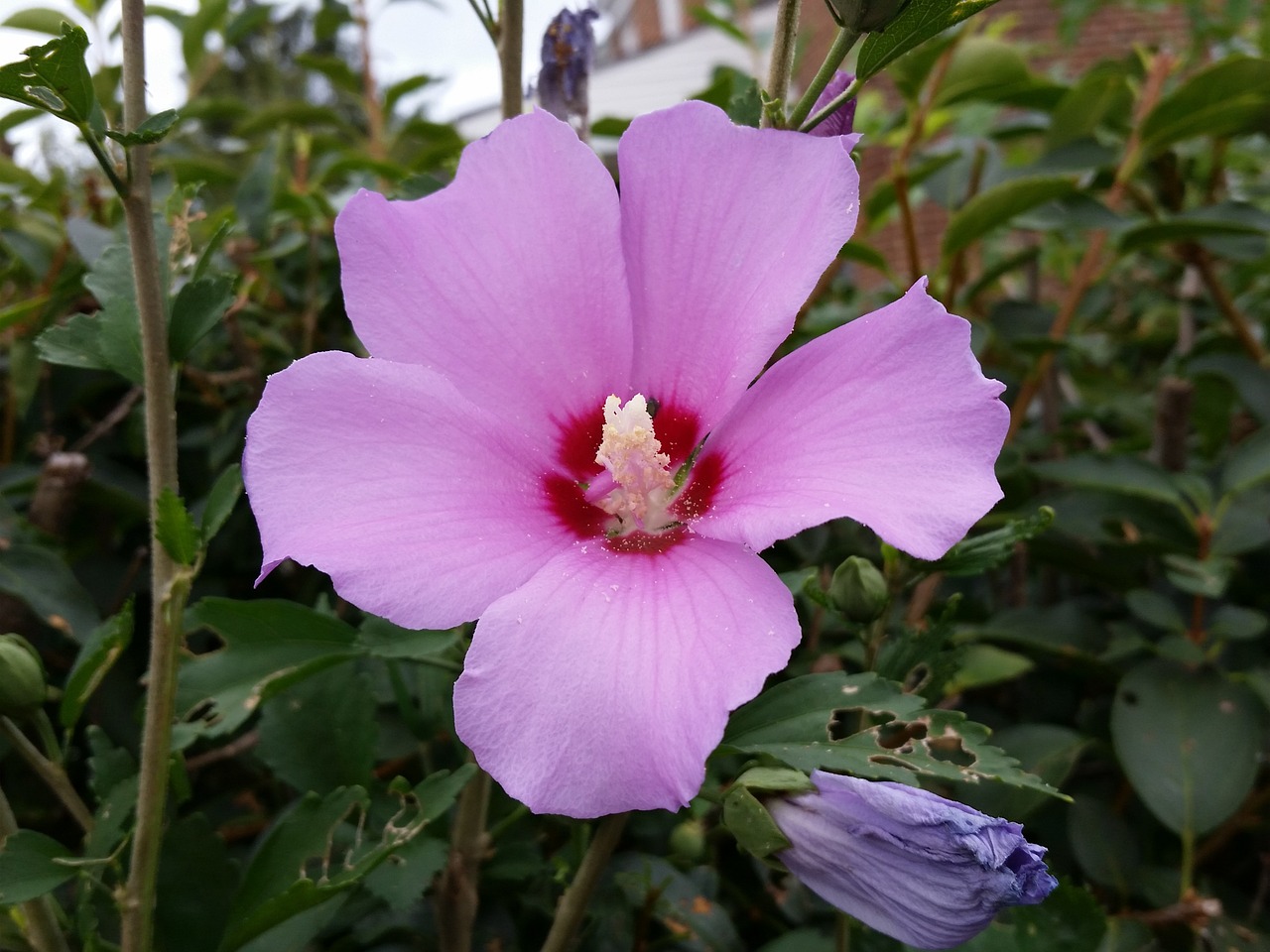 flower pink stem free photo