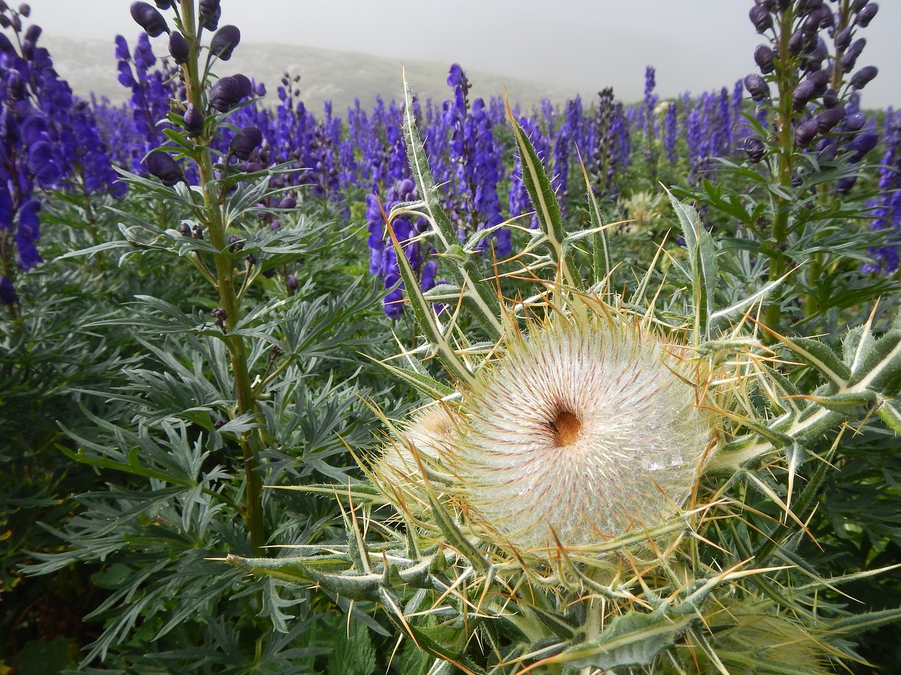 flower thistle pyrenees free photo