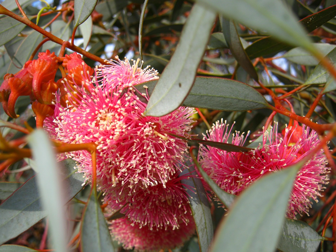 blossom bloom eucalyptus free photo