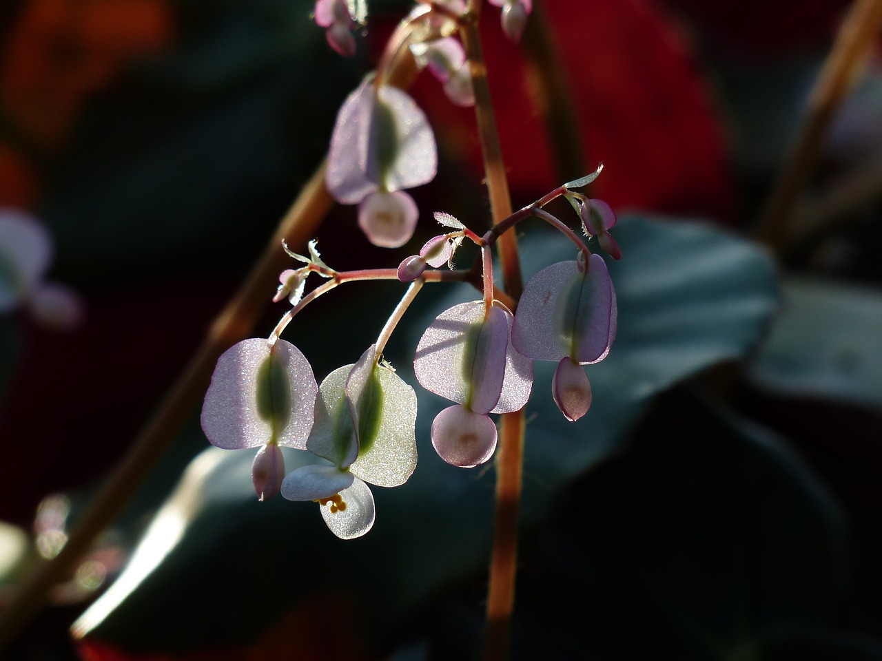 blossom bloom begonia free photo