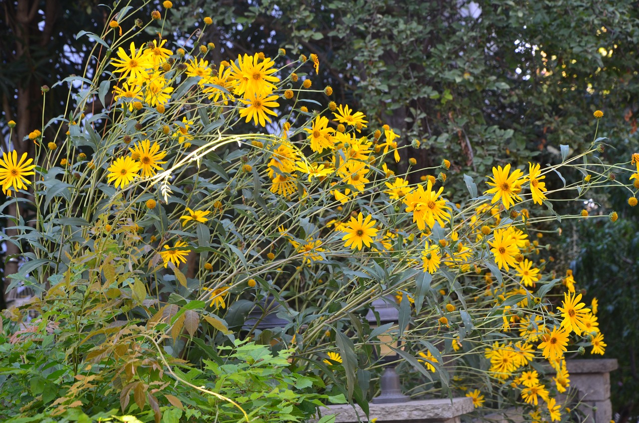 flower yellow nature free photo