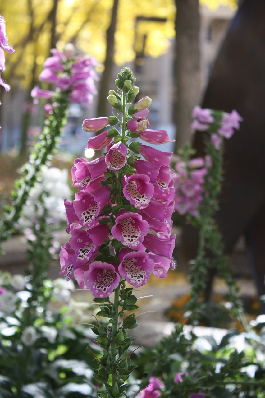 flower pink outdoors free photo