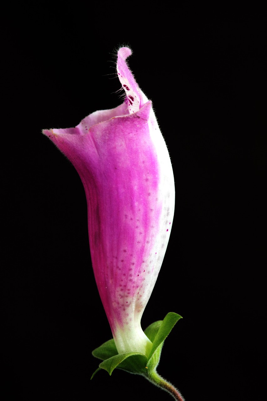 flower foxglove nature free photo