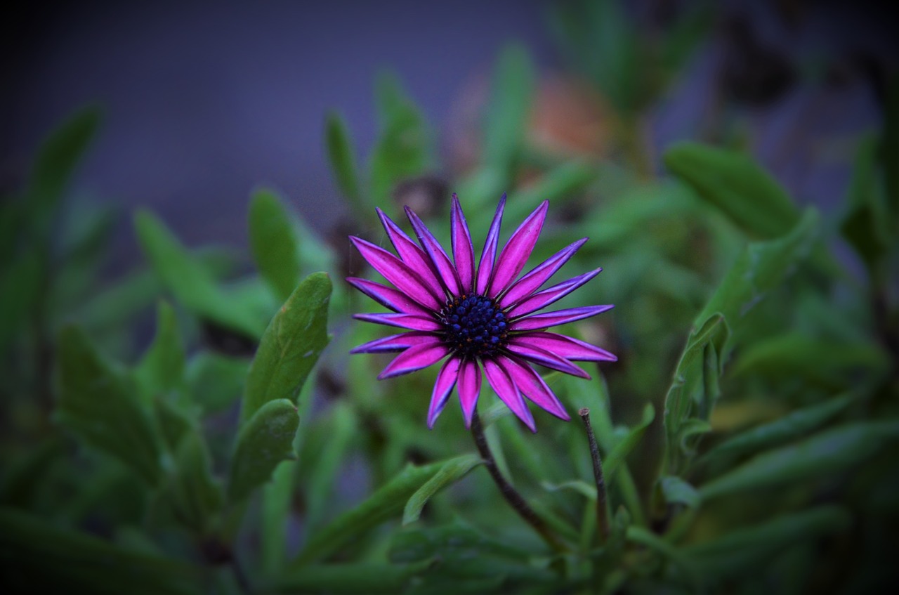 natur summer spring flowers free photo