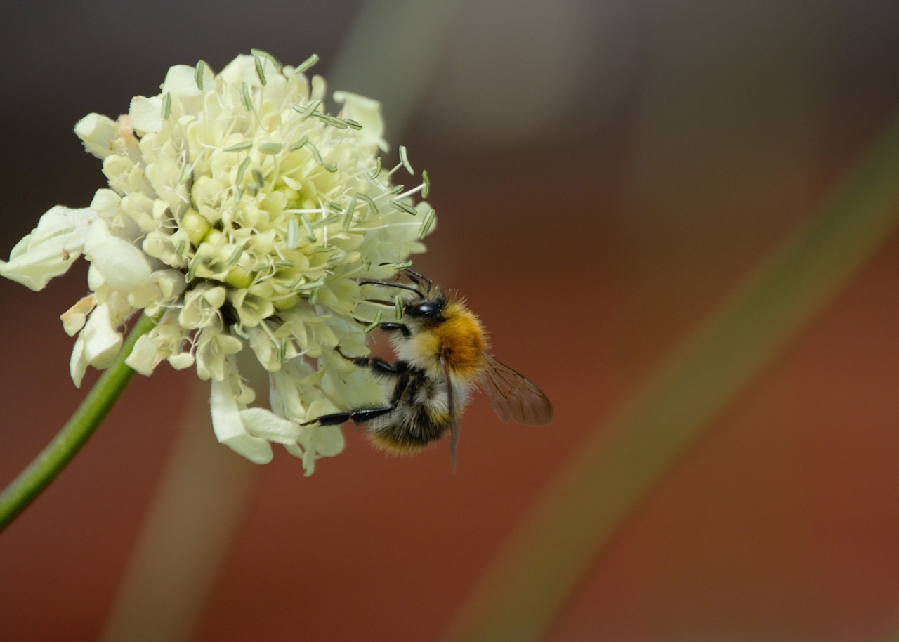 bumblebee bee flower free photo