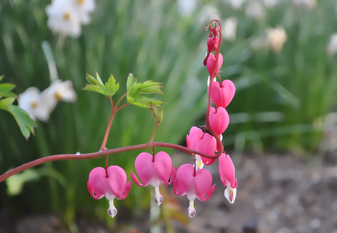 flower nature spring free photo