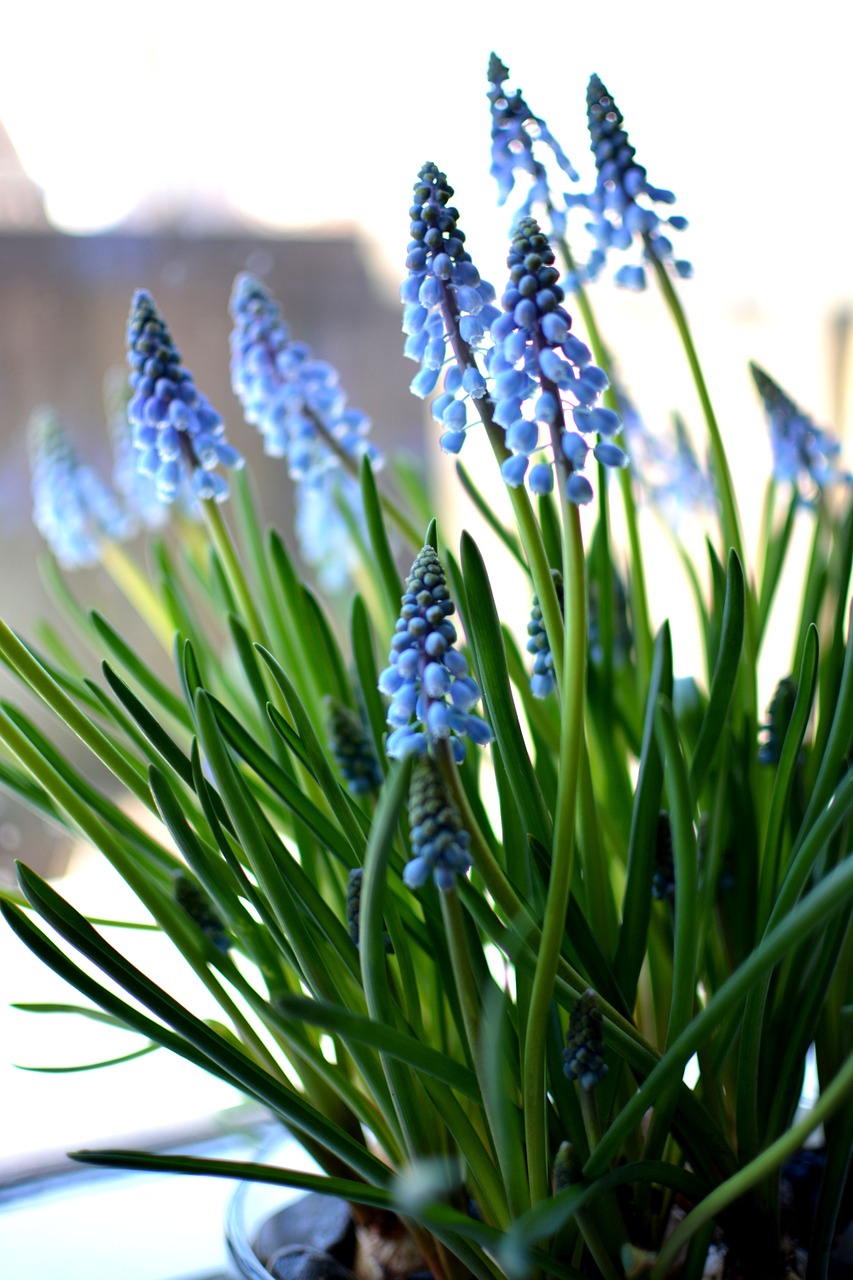 hyacinth flower spring free photo