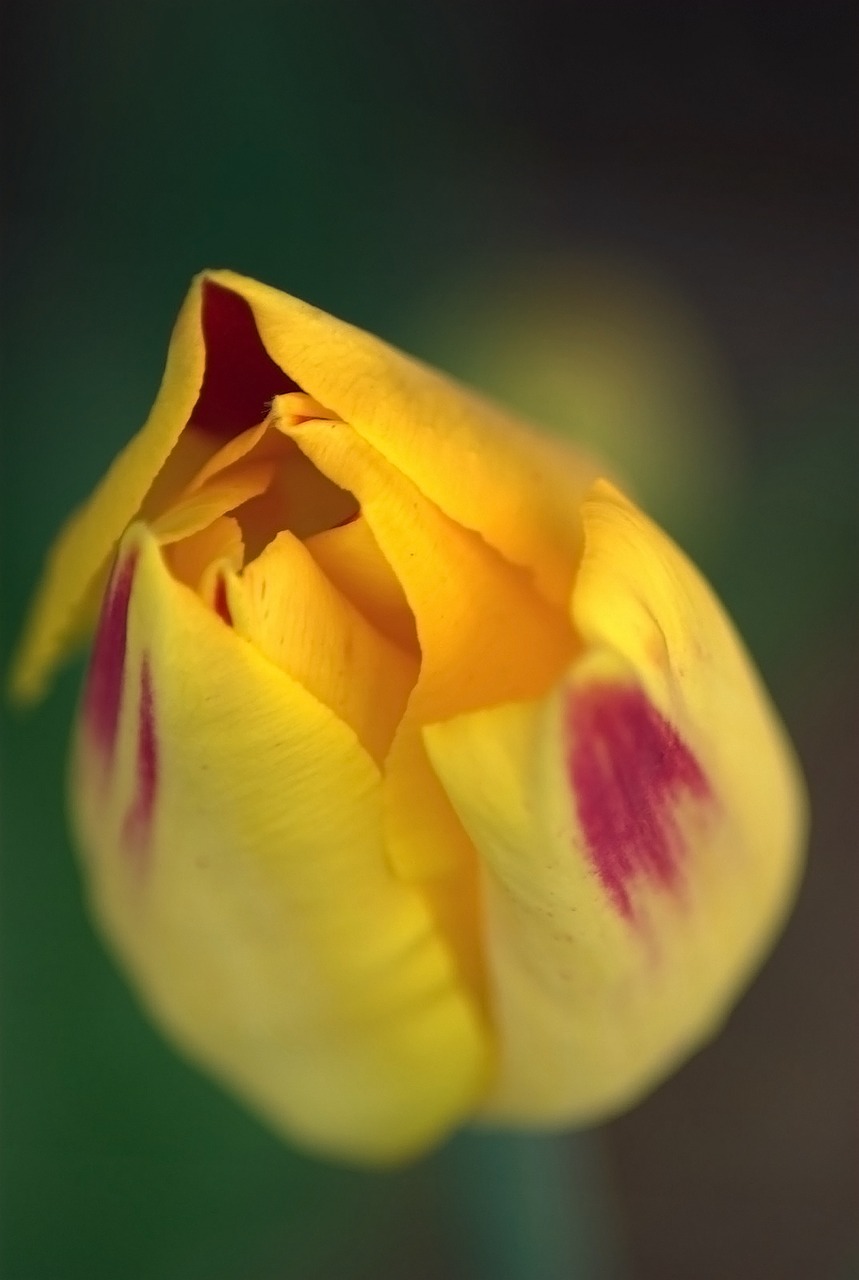 flower rose floral free photo