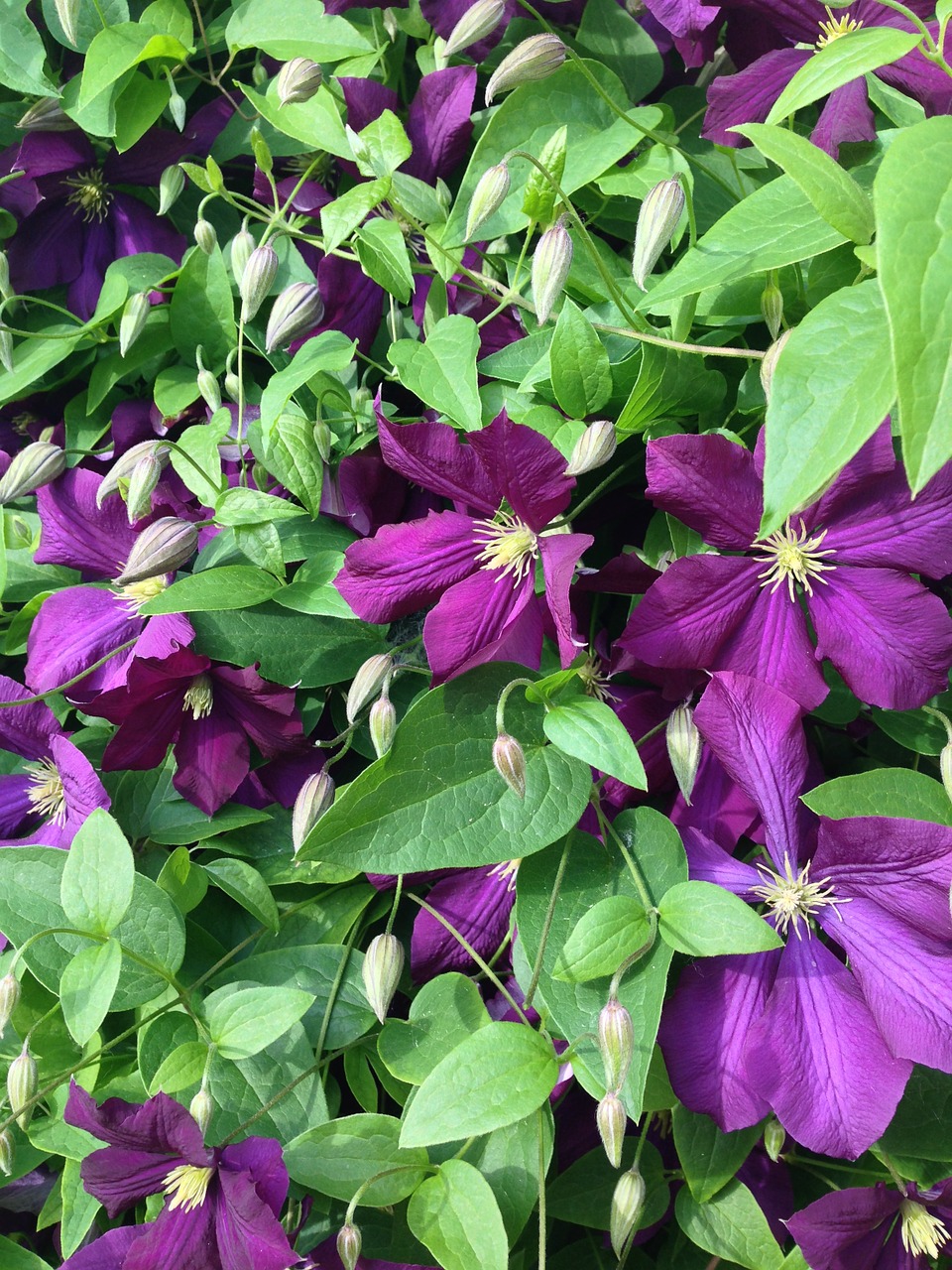 clematis flower nature free photo