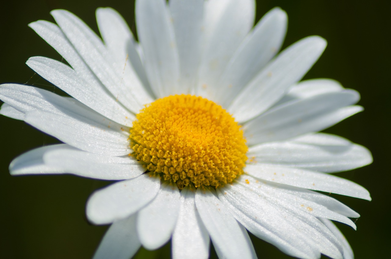 flower nature macro free photo