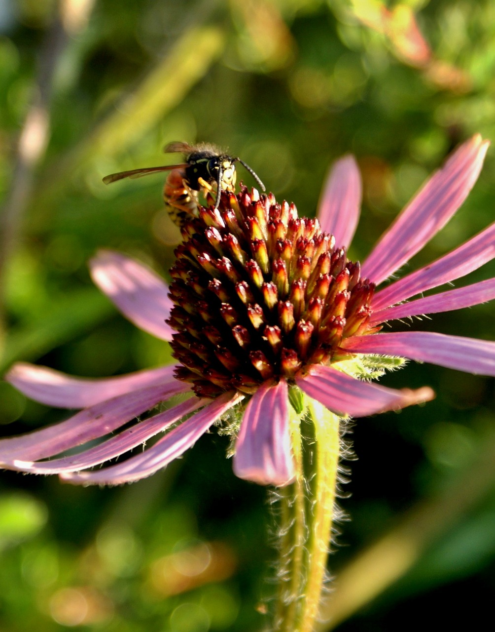 flower nature bee free photo
