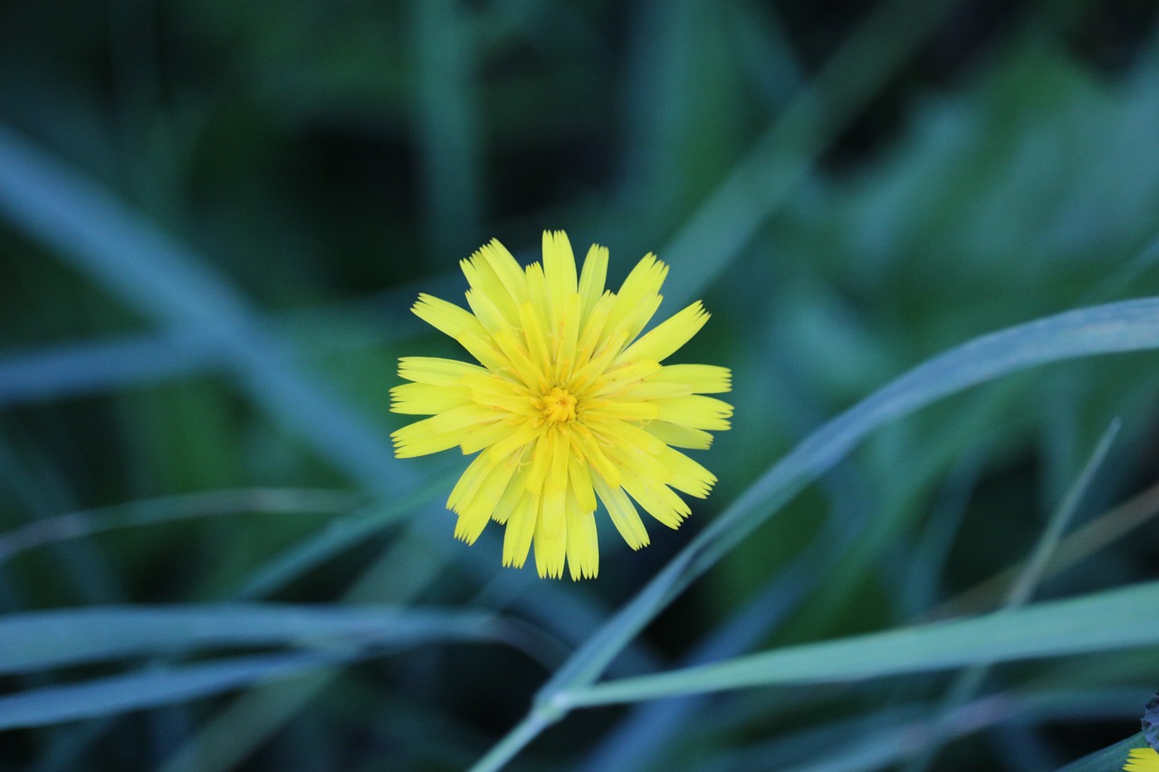 flower yellow pointed flower free photo