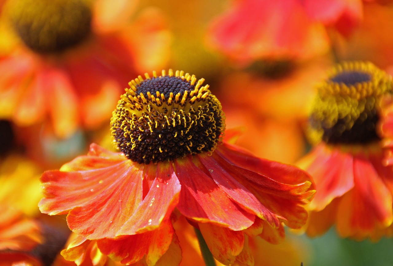 flower orange orange flower free photo