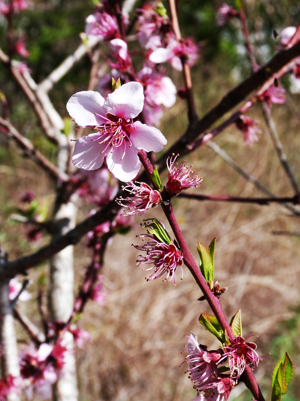 flower cherry rosa free photo