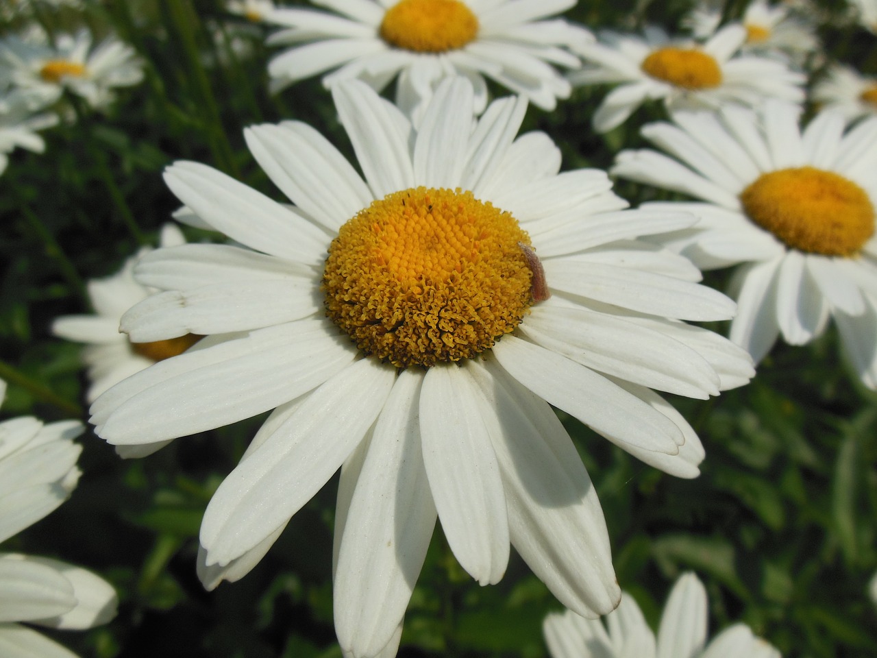 daisy flower white petals free photo