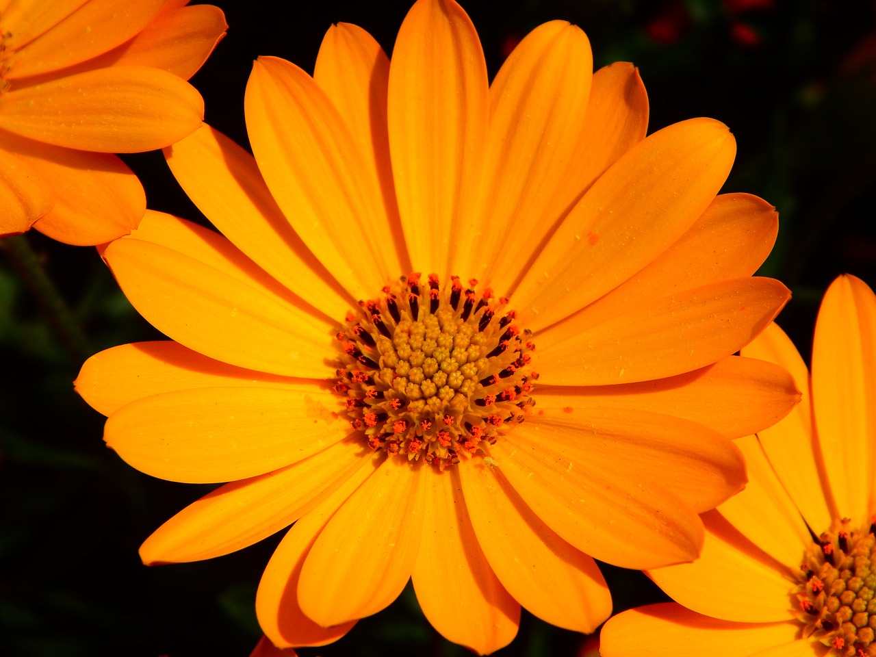 flower marigold blossom free photo