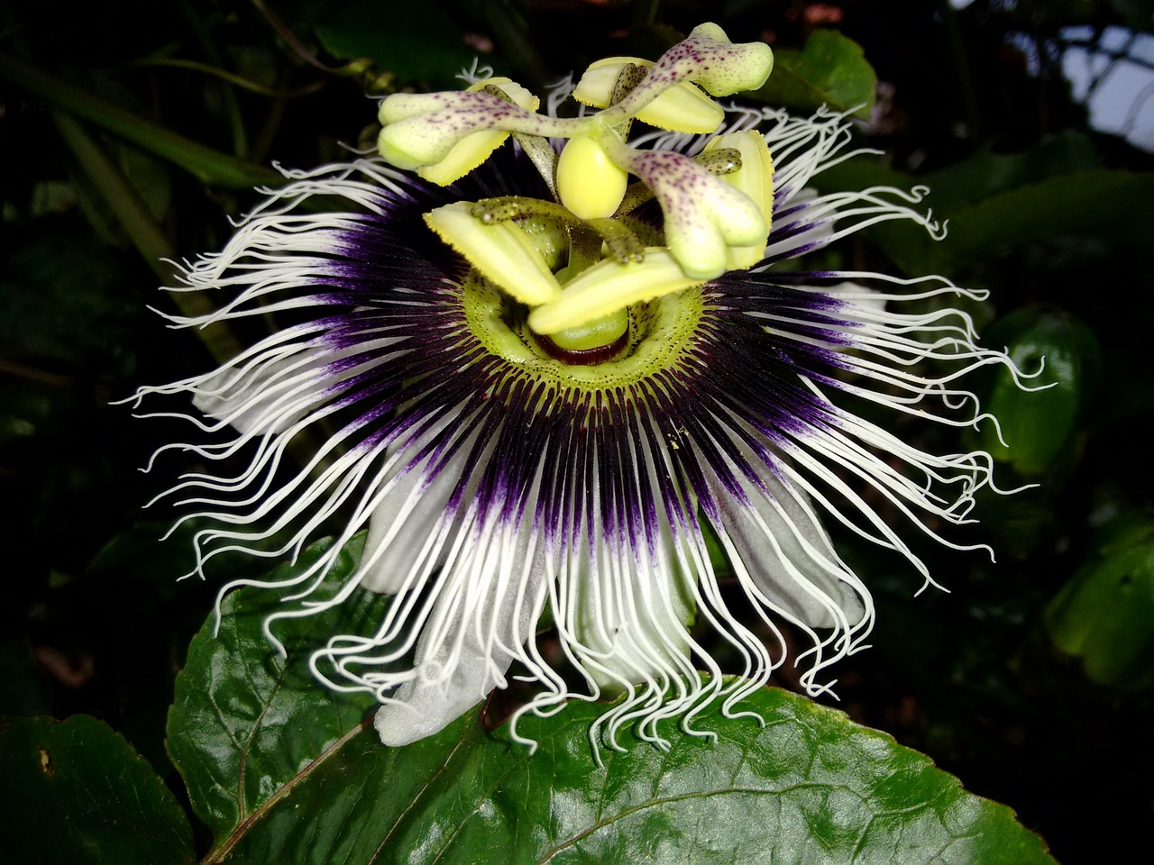 flower passion fruit branch free photo