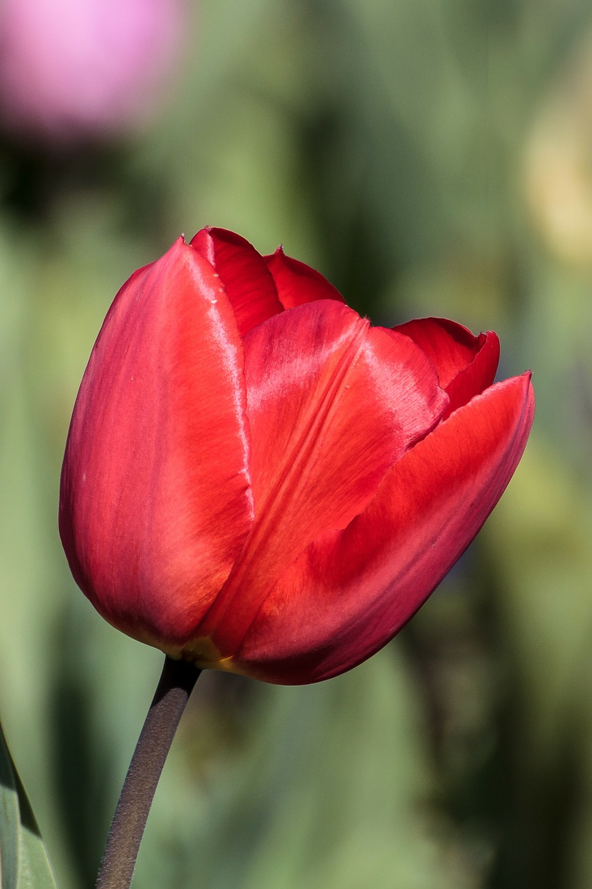 flower tulip spring free photo