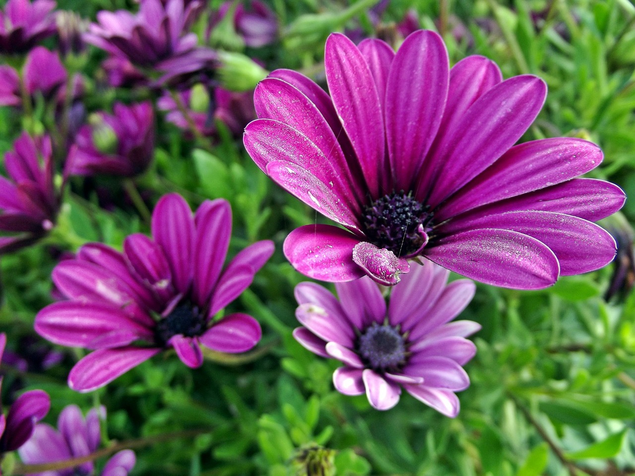 flower daisies flowers free photo