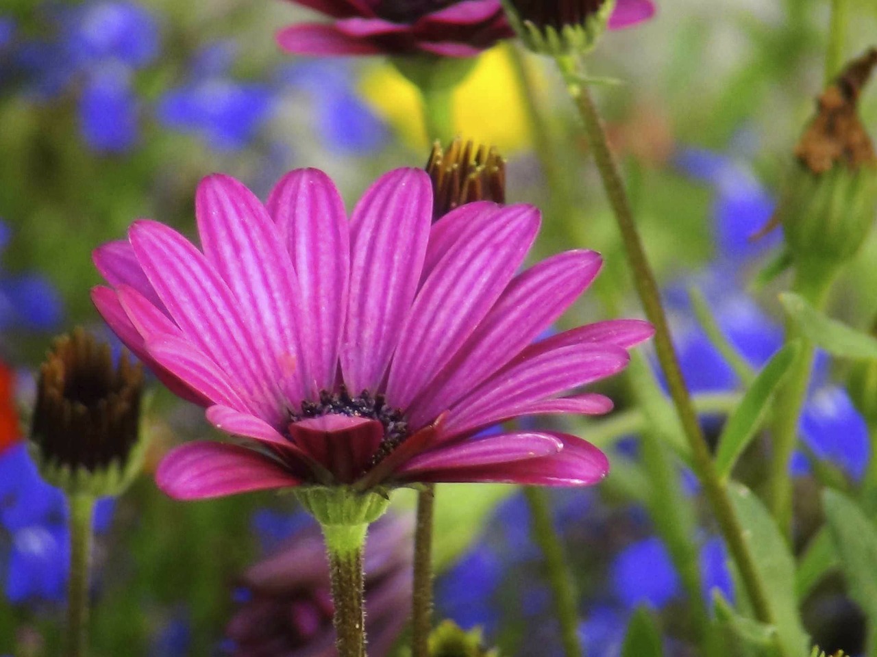 flower purple nature free photo