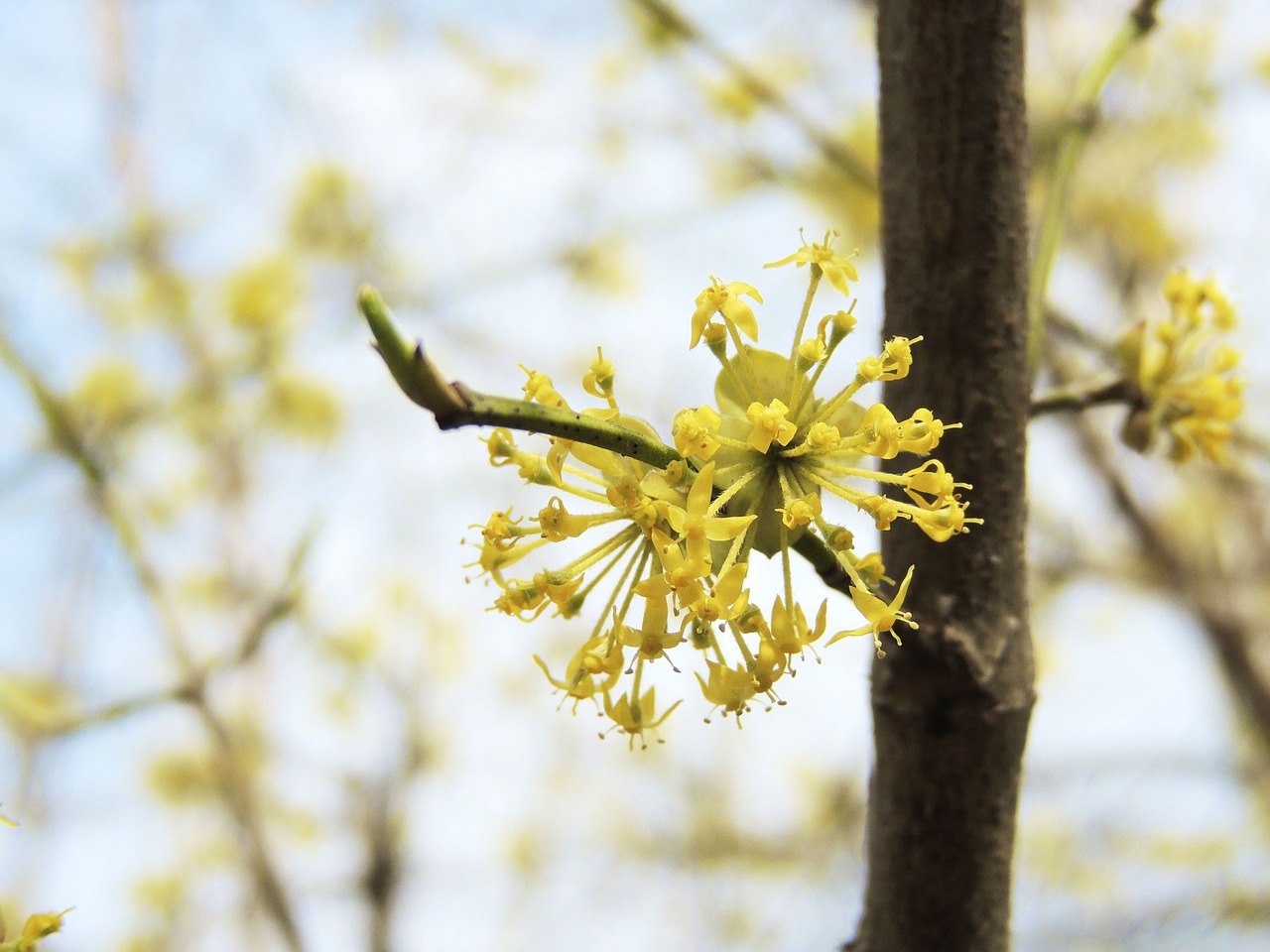 blossom bloom flower free photo