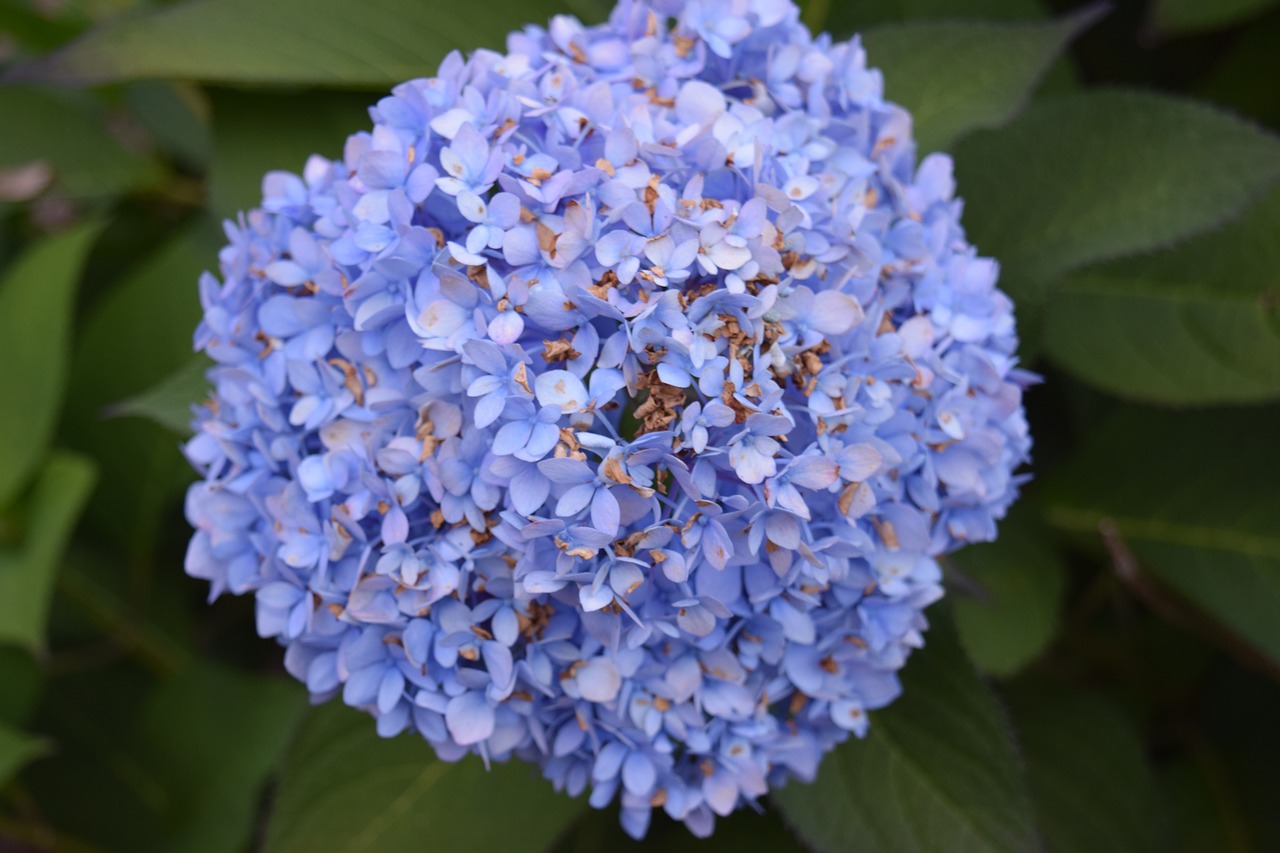 hydrangea flower blue free photo