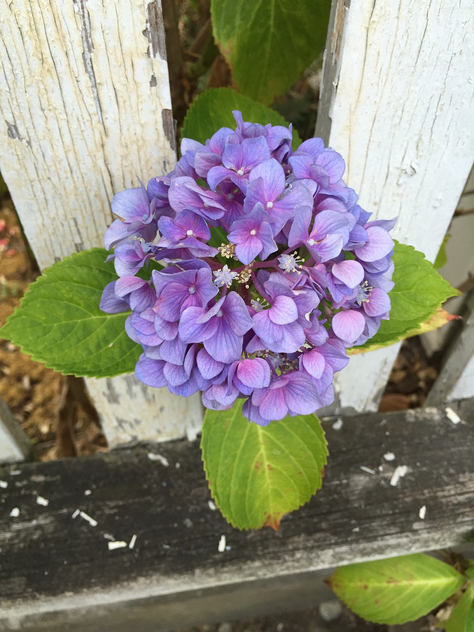 flower fence flora free photo