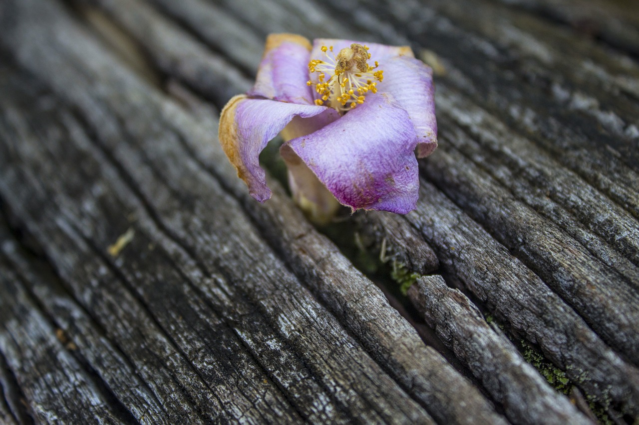 flower faded wood free photo