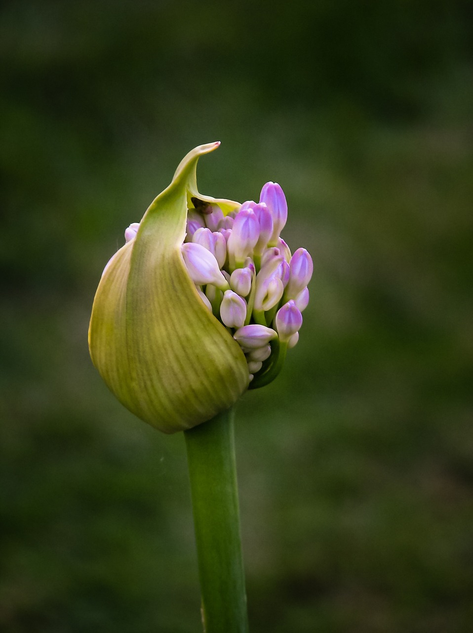 flower bud bloom free photo