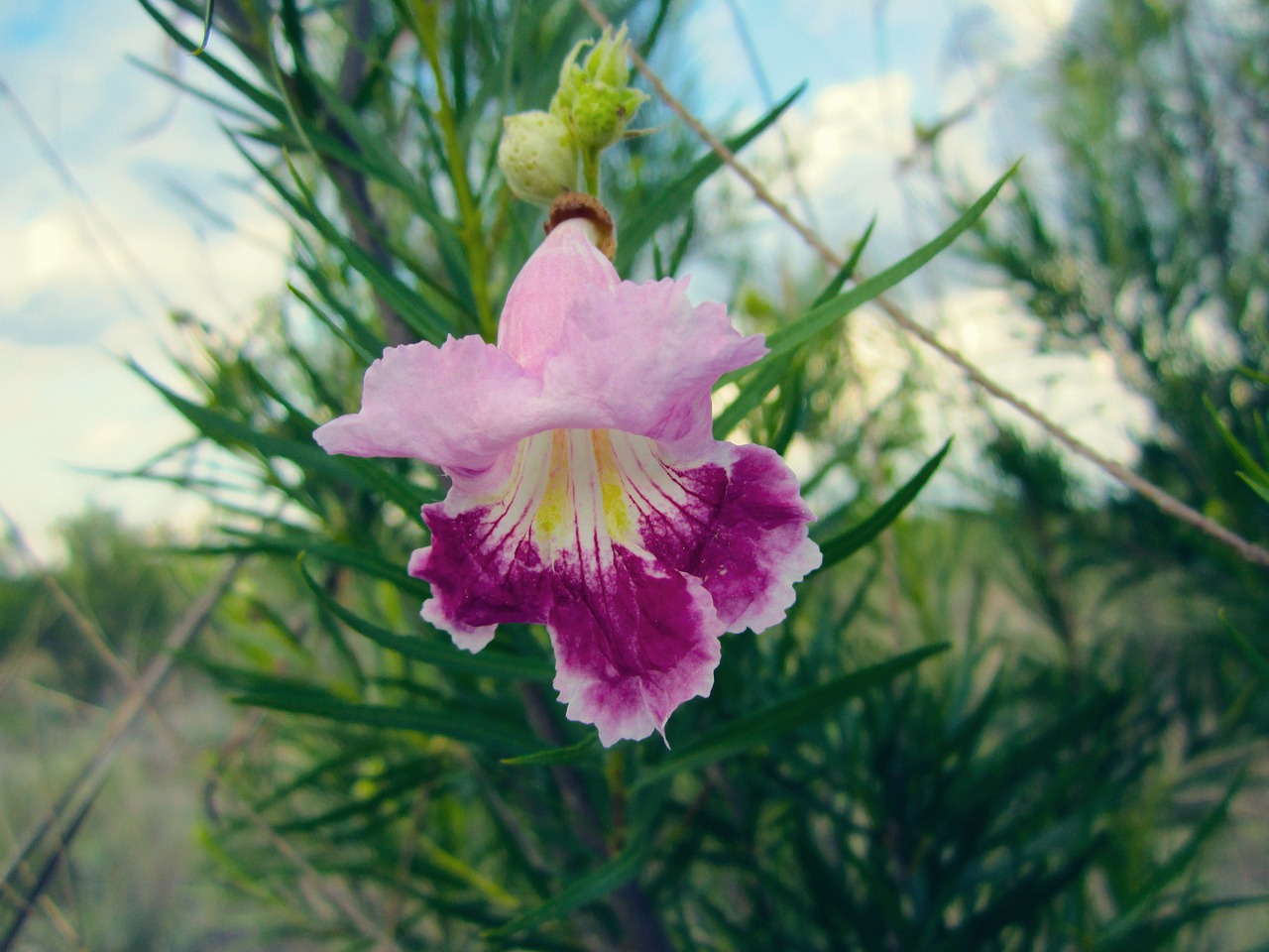 flower purple blossom free photo