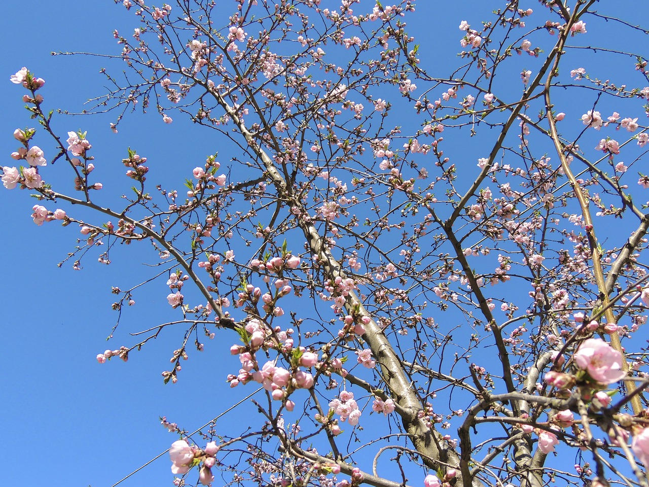 blossom bloom pink free photo