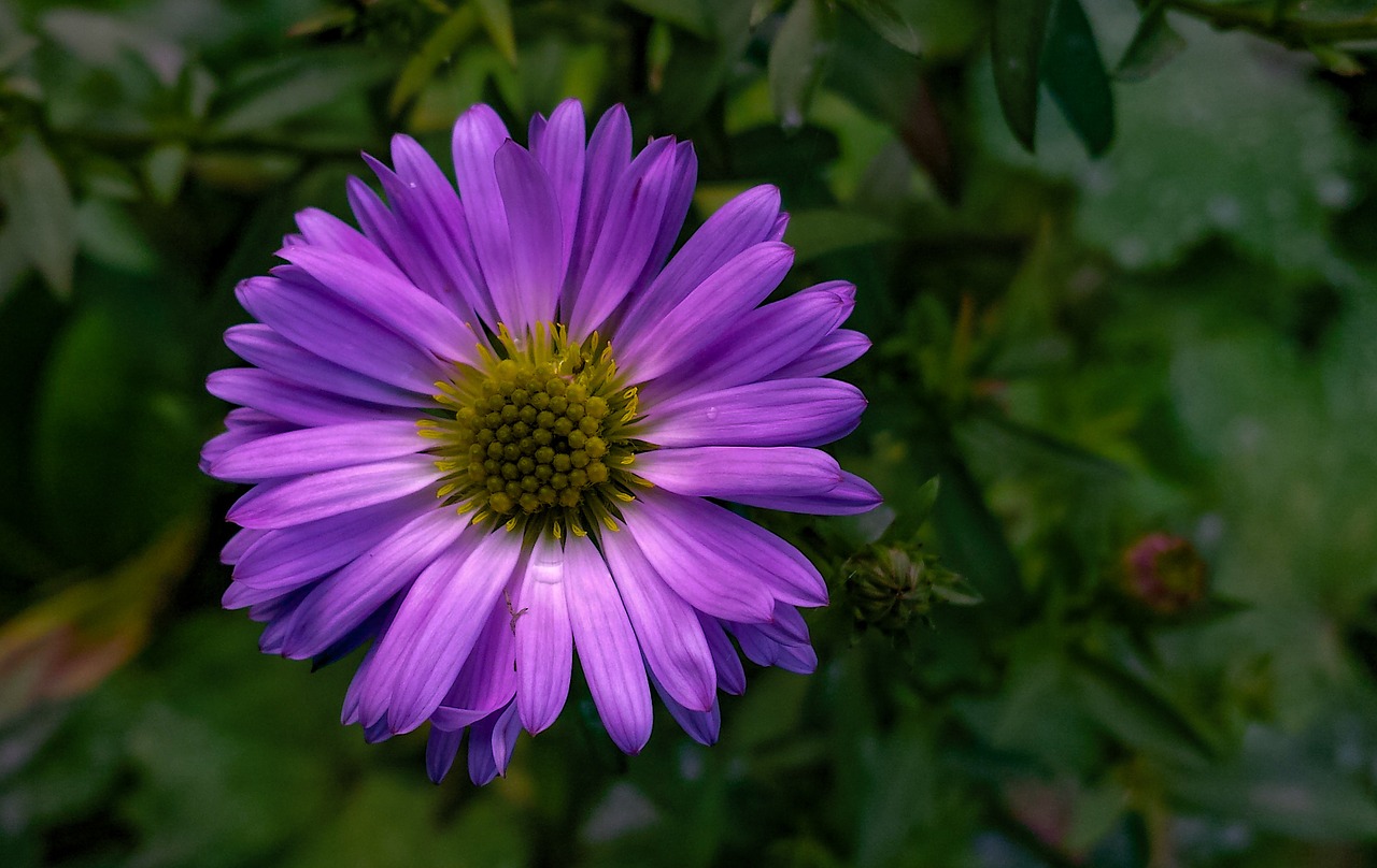 flower blossom bloom free photo