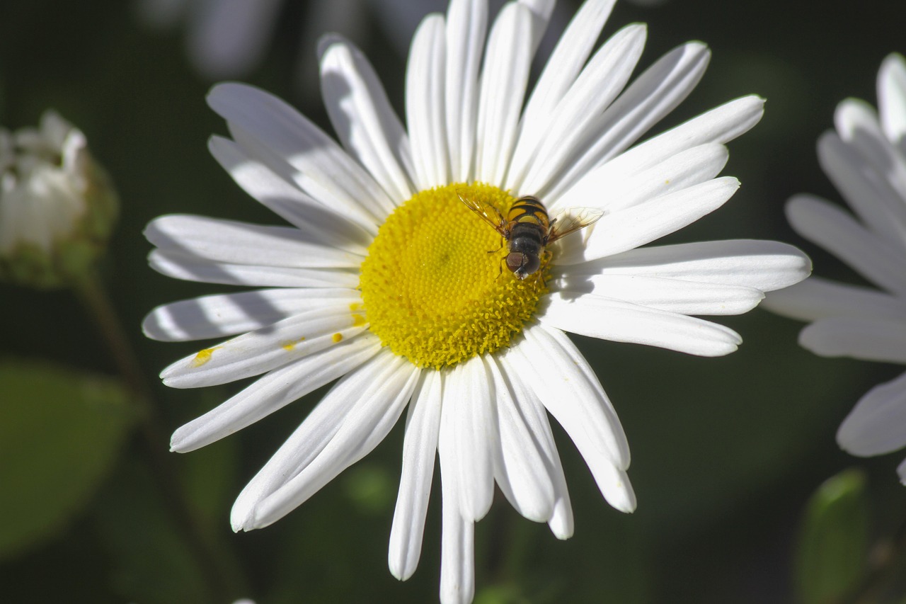 flower bee insect free photo