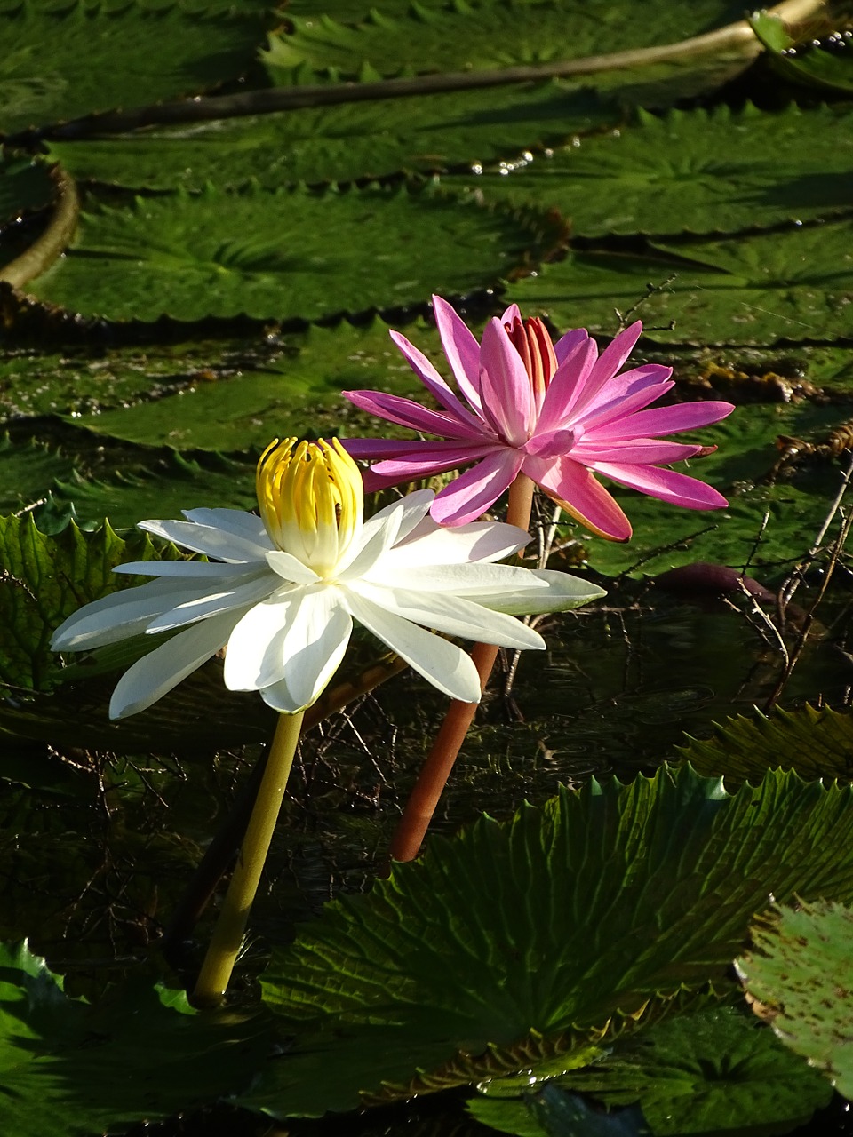 water lily flower nature free photo