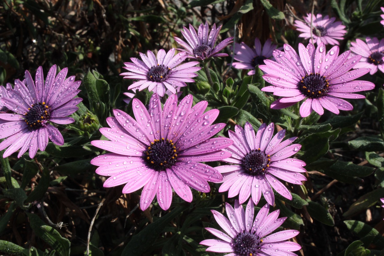 flower lilac flowers free photo