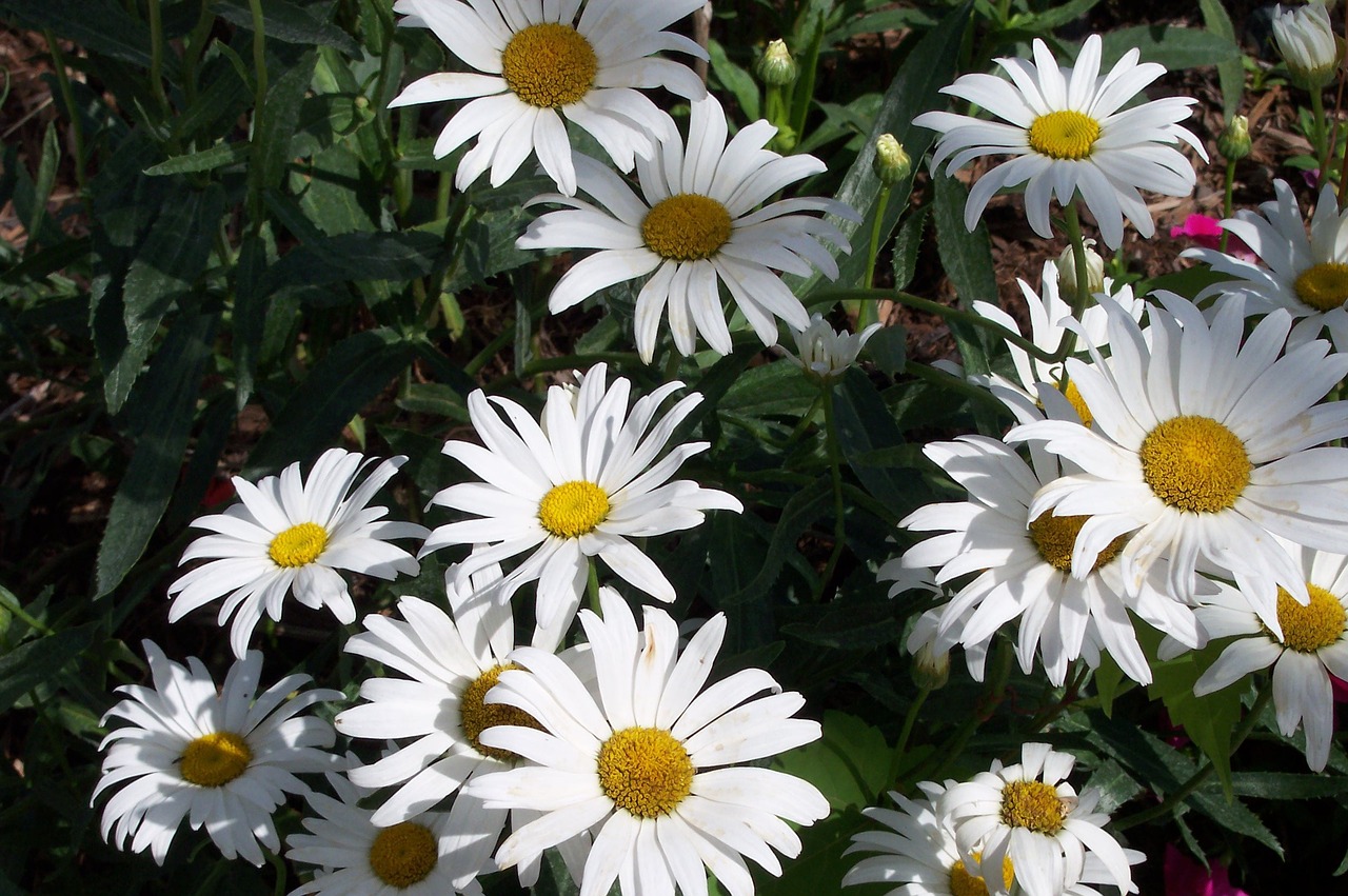 flower daisy white free photo