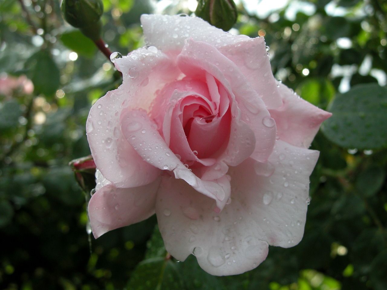 flower pink rose free photo